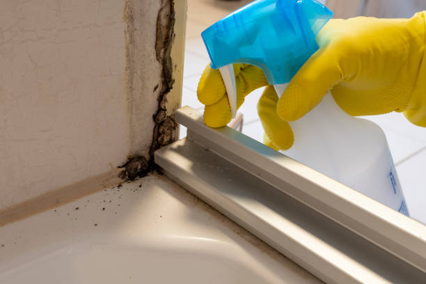 Best Certified Mold Removal  in Jefferson Valley Yorktown, NY