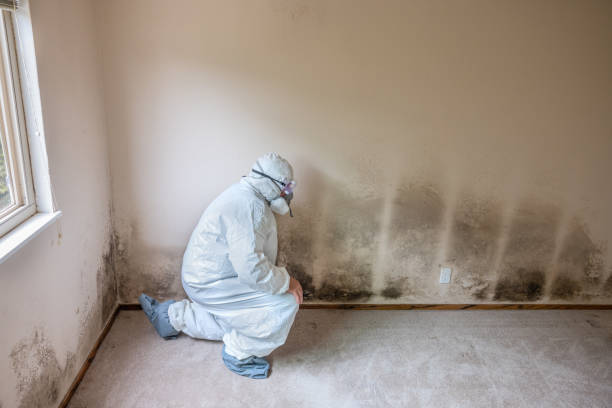 Mold Removal and Inspection in Jefferson Valley Yorktown, NY