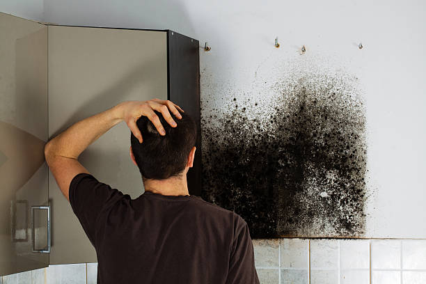 Mold Removal Process in Jefferson Valley Yorktown, NY