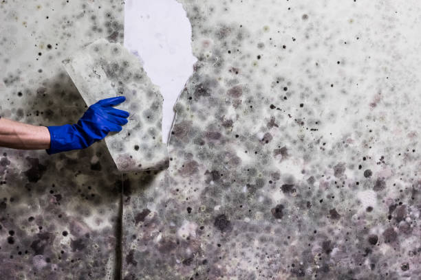 Best Residential Mold Removal  in Jefferson Valley Yorktown, NY